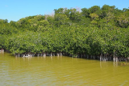 Mangrove in Westlake, Everglades